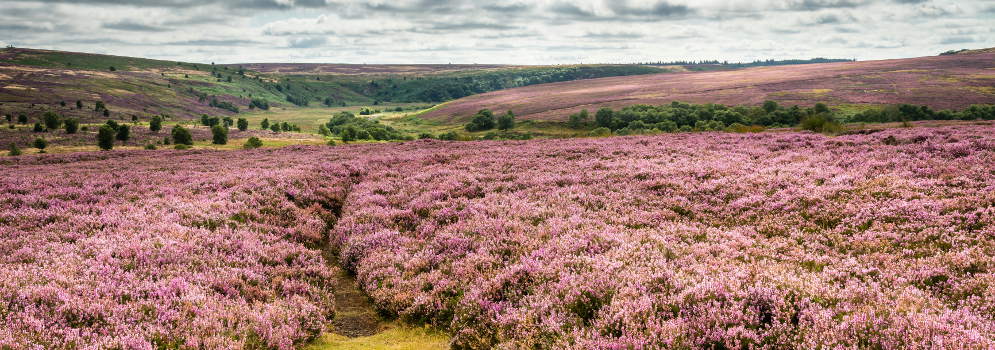 Heidevelden bij Goathland in het North York Moors National Park, Engeland
